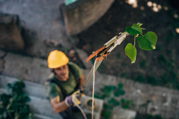 Best Arborist Consultation Services  in Wellsville, MO